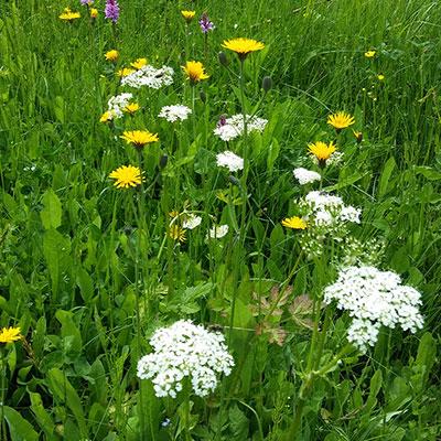 wiese maishofen blumen